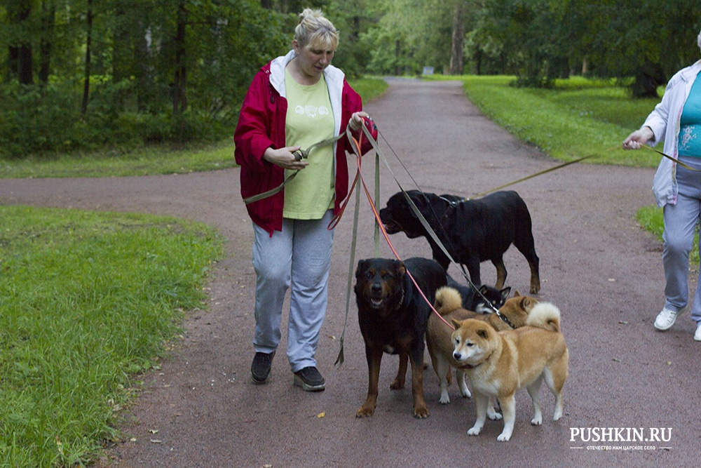 Марина<br />
Медсестра<br />
<br />
Меня волнует то, что скоро совсем негде будет гулять с собаками. Сейчас мы гуляем в Александровском парке, но хотят сделать платным вход в него и запретить пускать с животными. Куда пойдем, непонятно. Будем бродить по улицам города.