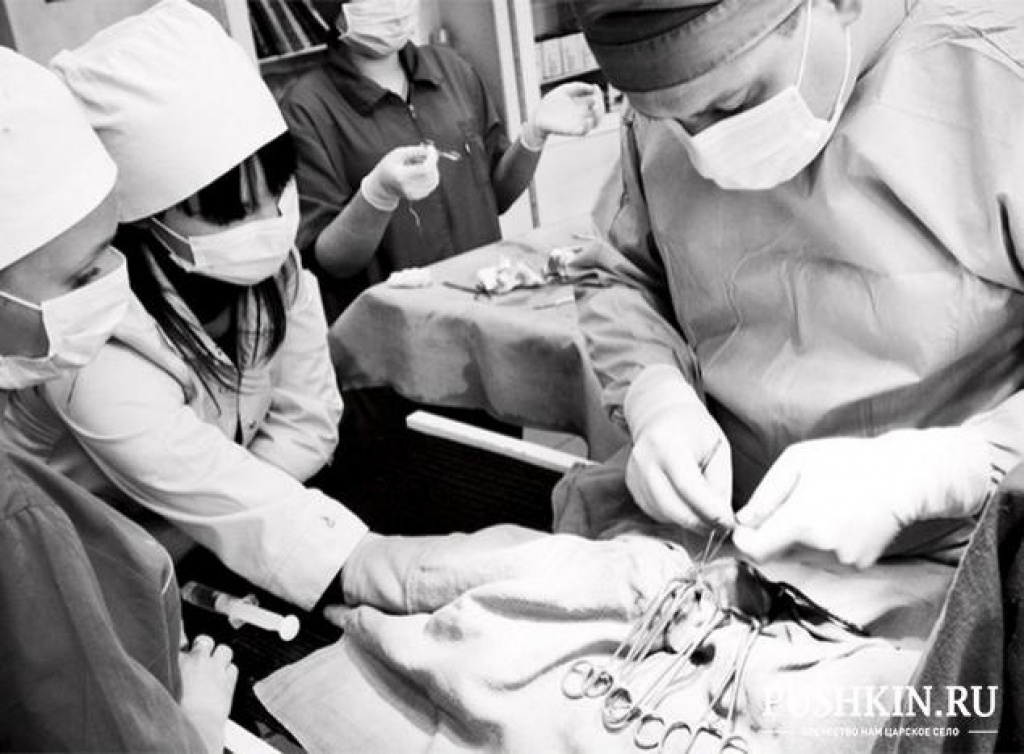 Пушкинская ветеринарная клиника и аптека «Перспектива-вет»