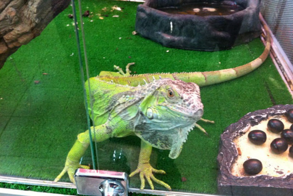 Ветеринарная клиника «АдельВет»