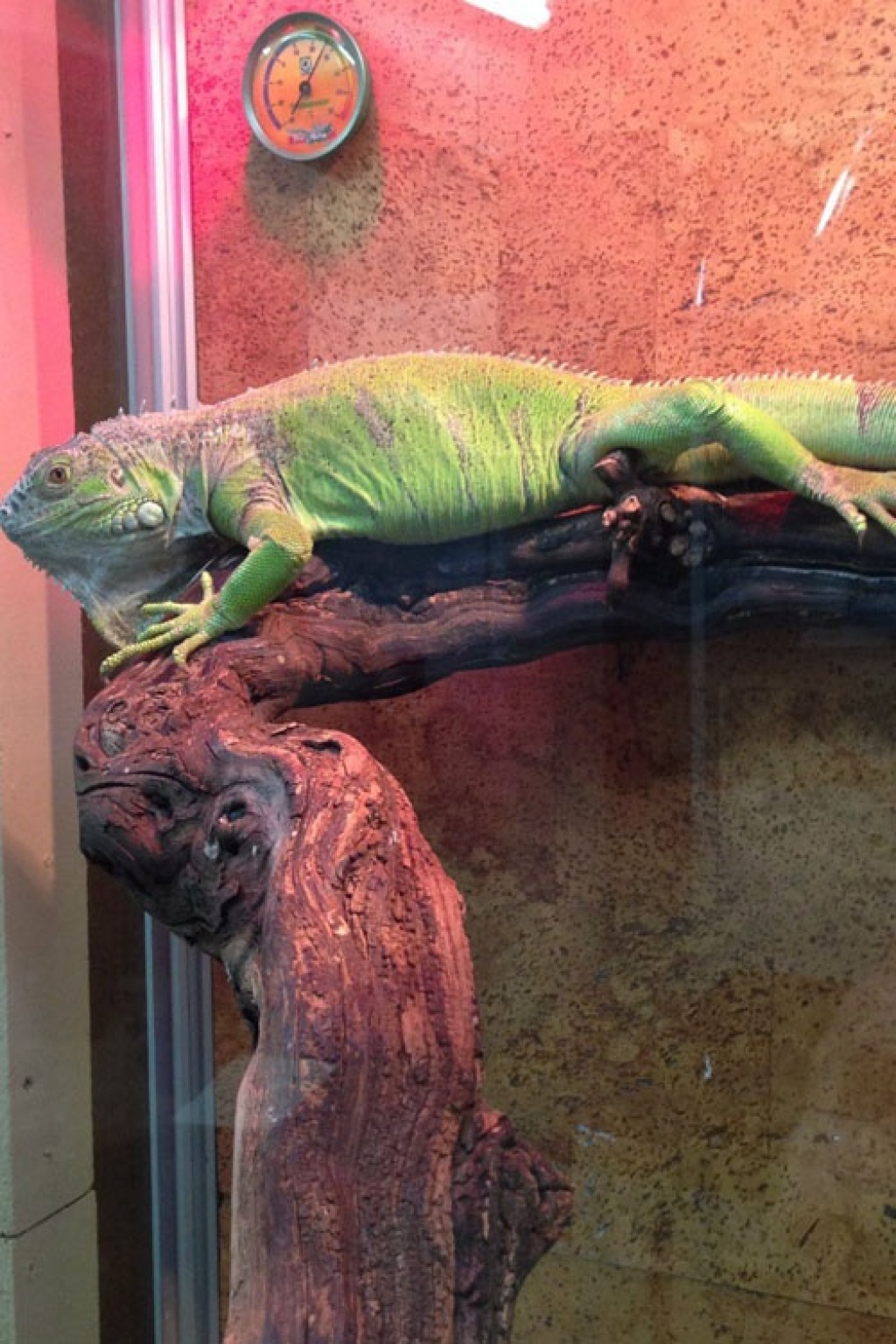 Ветеринарная клиника «АдельВет»