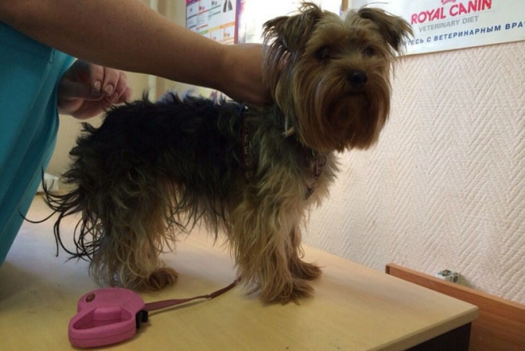 Ветеринарная клиника «АдельВет»