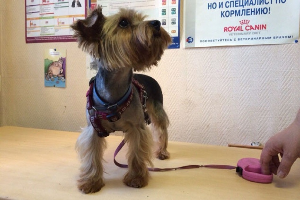 Ветеринарная клиника «АдельВет»