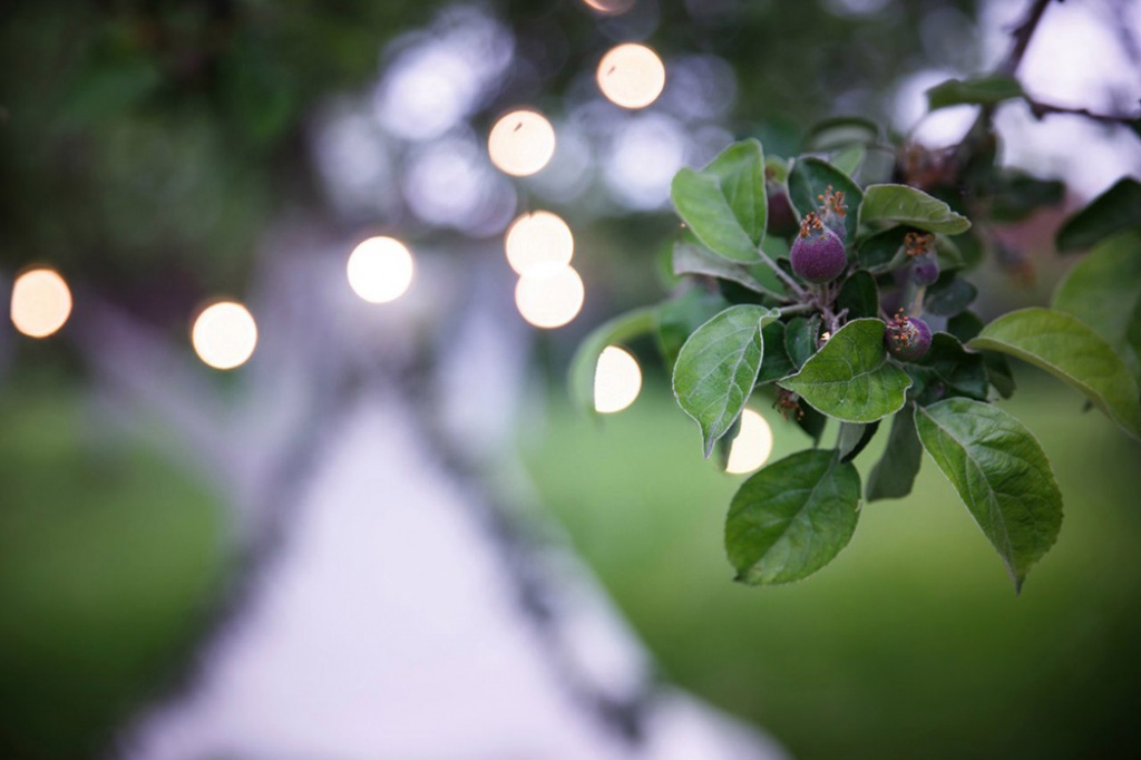 «Усадьба Кобрино»