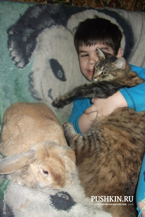 Кролик, кошка и Сережа
