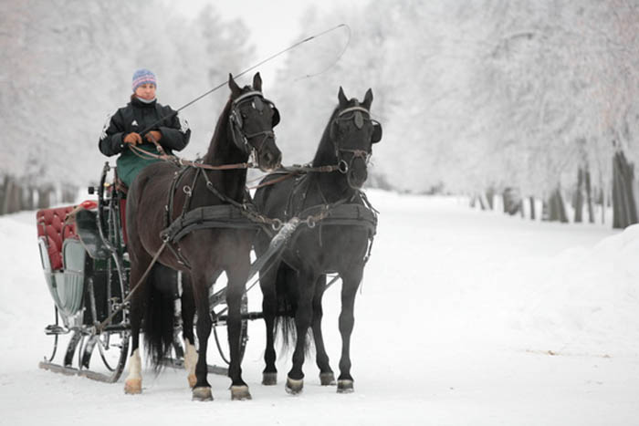 progulki_na_konnyh3august11-01