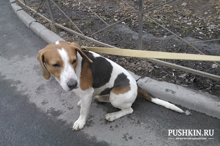 Найденная собака в городе Пушкин 