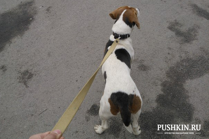 Найденная собака в городе Пушкин 