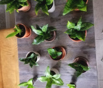 Растения для дома, Сансевиерия Ханни - фото объявления