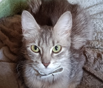 Пропала кошка - фото объявления