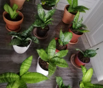 Растения для дома, Сансевиерия Ханни - фото объявления