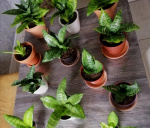 Растения для дома, Сансевиерия Ханни - фото объявления