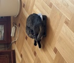Котик, вислоухий, по кличке Ясик - фото объявления